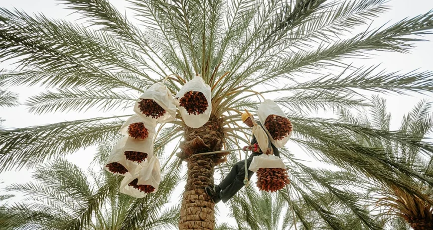 Organic farms avoid toxic inputs, improve soil health, grow clean, sustainable food that supports nature.